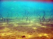 Garden Eels